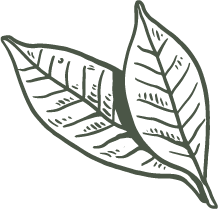 Rohweder Pferdezahntierarzt