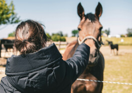 Rohweder Pferdezahntierarzt
