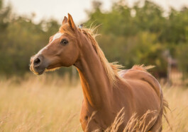 Rohweder Pferdezahntierarzt