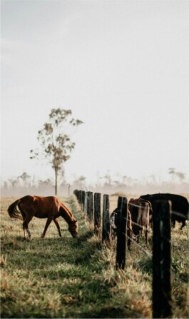 Rohweder Pferdezahntierarzt