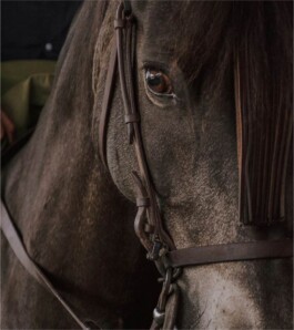 Rohweder Pferdezahntierarzt